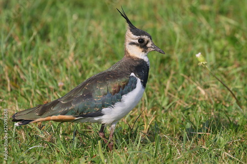 Lapwing standing on the grass close up amongst wild flowers.