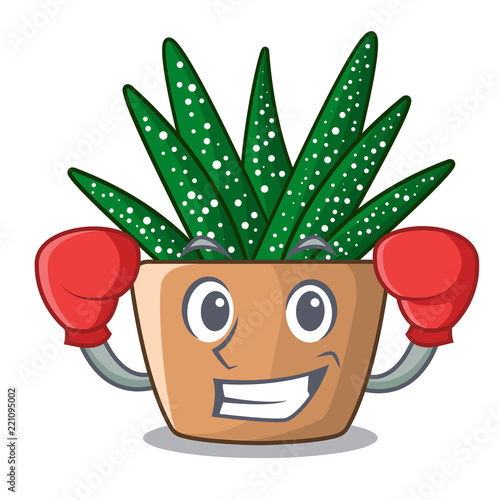 Boxing mini zebra cactus on cartoon pot