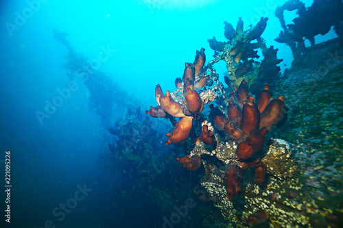 ascidia purple underwater photo coral reef