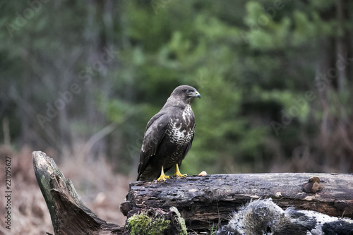 a predator buzzard sits on a fallen tree