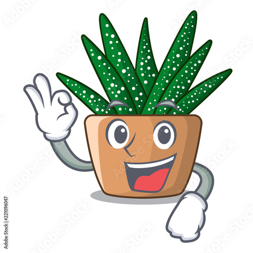Okay character small zebra cactus plant on pot