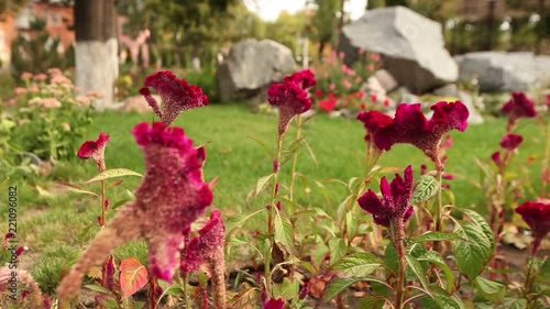 Red flowers in the park on a green gladen, flowers in the garden, beautiful garden photo