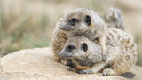 couple de suricate