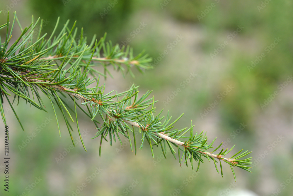 Weeping deodar