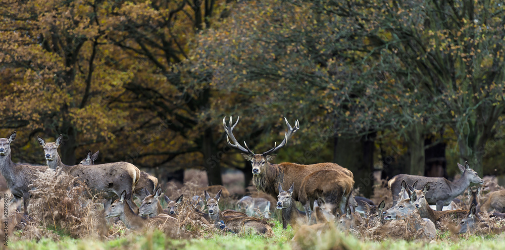 Red Deer in Richmond Park, London. This free to enter park is a