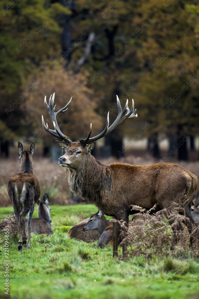 Red Deer in Richmond Park, London. This free to enter park is a national nature reserve with around 600 red and fallow deer that have roamed freely since 1637. Red Deer in Richmond Park, London. This free to enter park is a national nature reserve with around 600 red and fallow deer that have roamed freely since 1637.