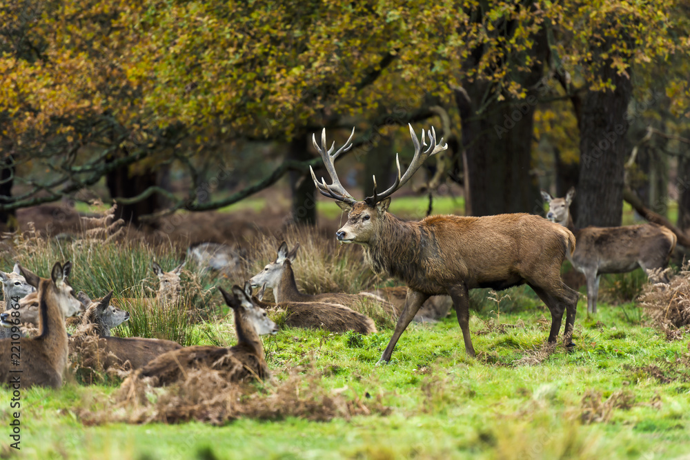 Red Deer in Richmond Park, London. This free to enter park is a