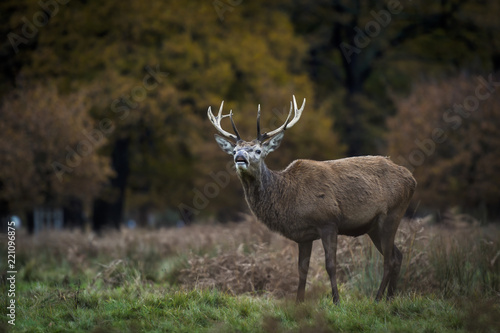 Red Deer in Richmond Park  London. This free to enter park is a national nature reserve with around 600 red and fallow deer that have roamed freely since 1637.