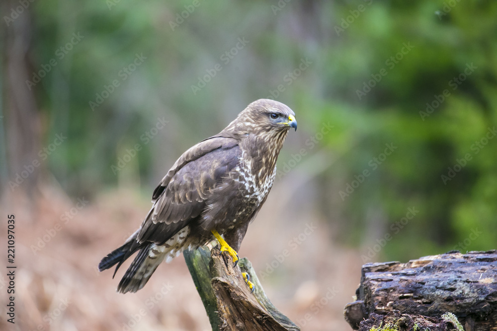 predator buzzard sits on a branch in search of food predator buzzard sits on a branch in search of food