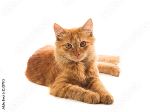 Yellow cat with isolated