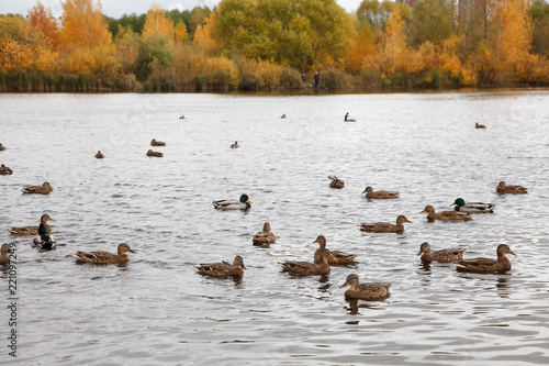 ducks swim in the lake in the Park in autumn / autumn landscape