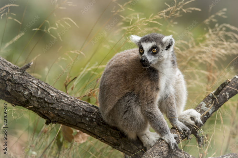 Obraz premium lémurien dans son élément 