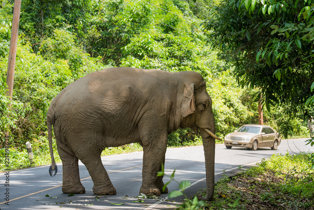 Fototapeta premium wild elephant in khao yai national park thailand