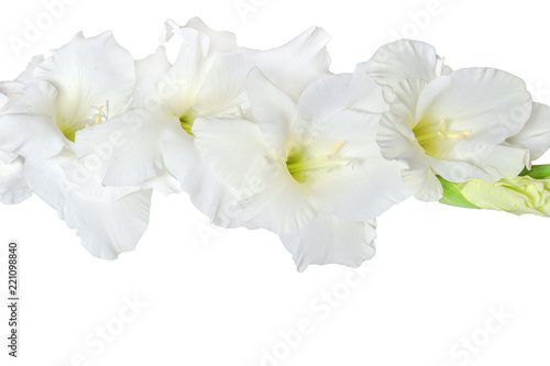 Single gentle white gladiolus flower with wavy edges of petals close up, isolated on a white background. Beautiful floral element of design
