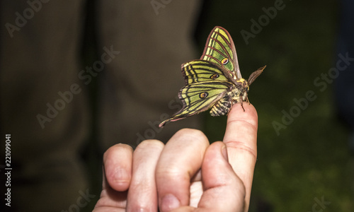 Graellsia isabelae, butterfly, nocturnal photo