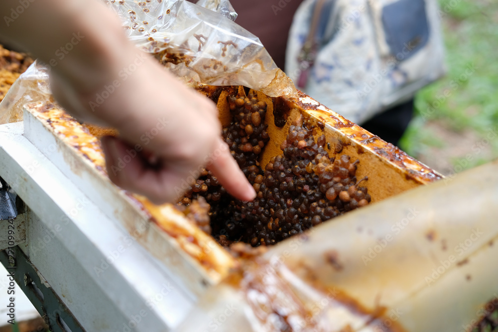 stingless honey bees beehive. trigona meliponini colonies rearing stingless honey bees beehive. trigona meliponini colonies rearing