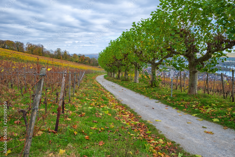 Herbstlich gefärbter Weinberg bei bewölktem Himmel im Rheingau