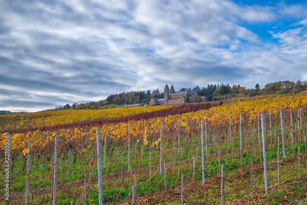 Fototapeta premium Herbstlich gefärbter Weinberg bei bewölktem Himmel im Rheingau