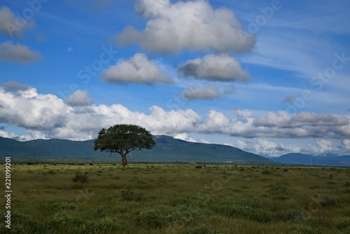 Intact nature, a tree, mountain, and blue sky. African savanna