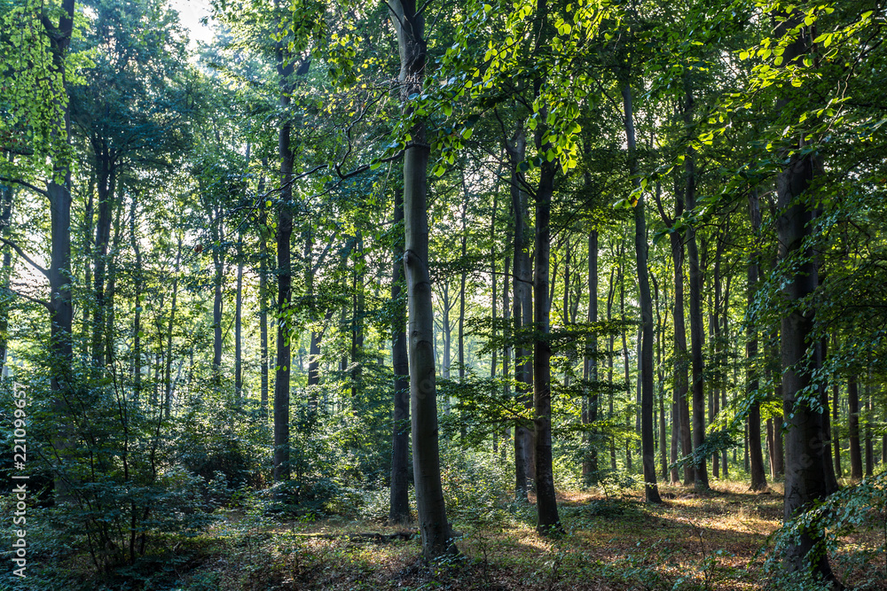 Obraz premium Wald bei Rostock