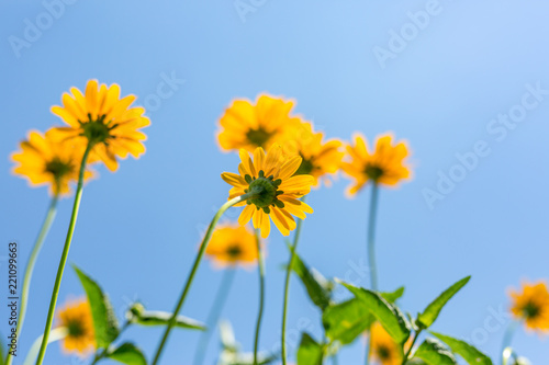 Spring background with beautiful yellow flowers. Thymophyllia yellow flowers  natural summer background  blurred image  selective focus