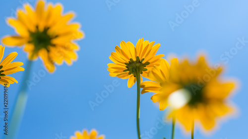Spring background with beautiful yellow flowers. Thymophyllia yellow flowers  natural summer background  blurred image  selective focus