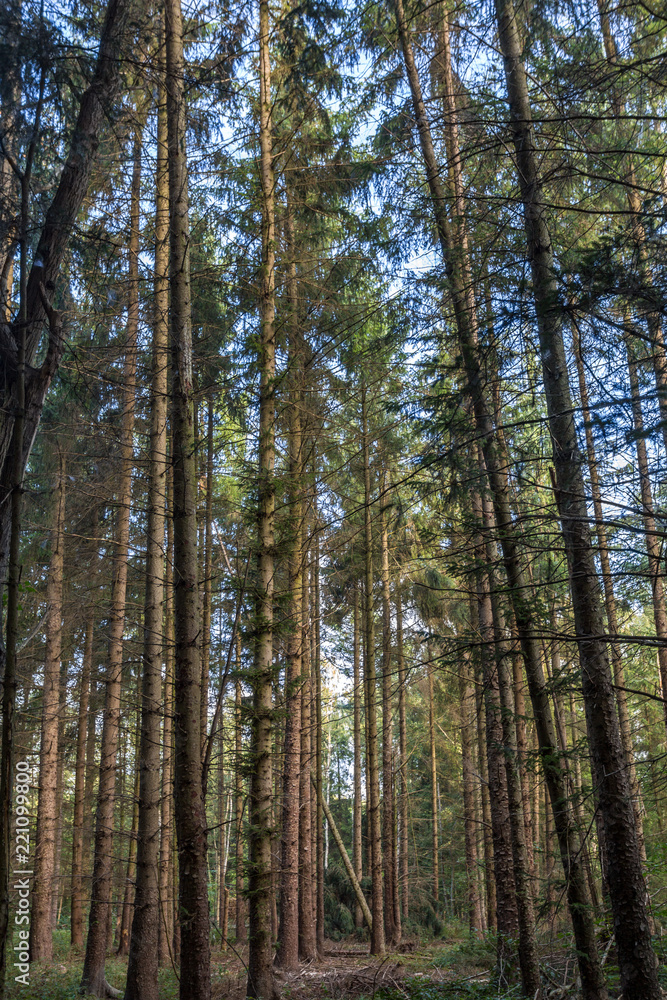 Obraz premium Wald bei Rostock