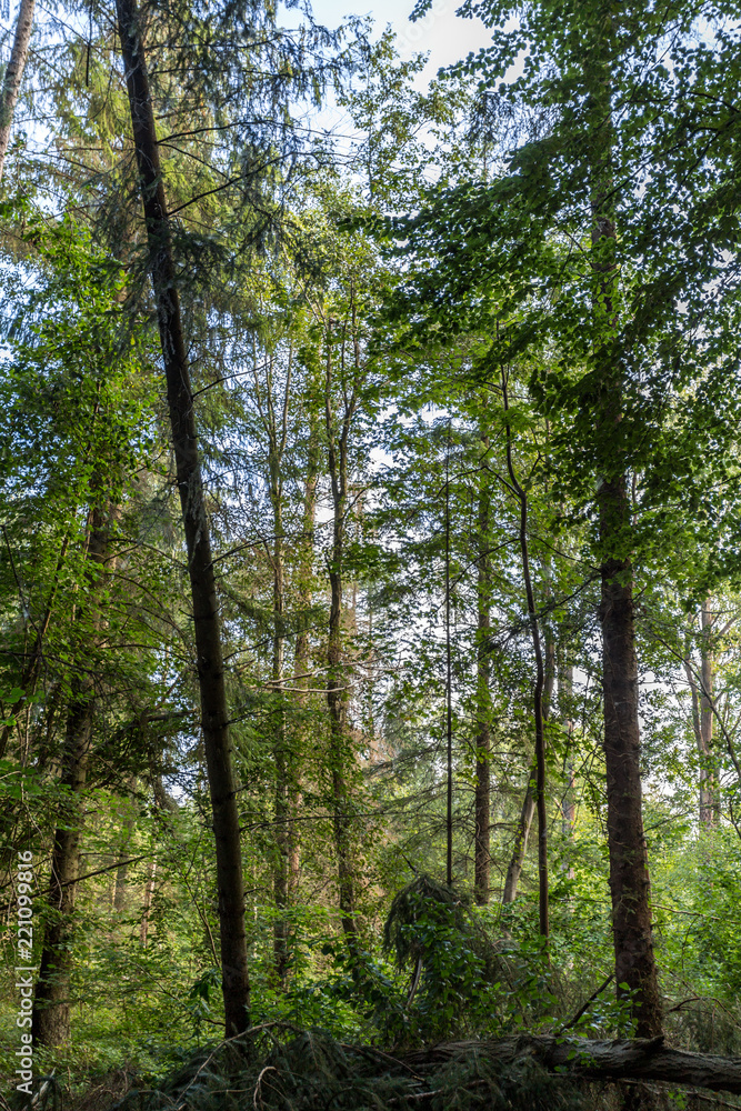 Fototapeta premium Wald bei Rostock