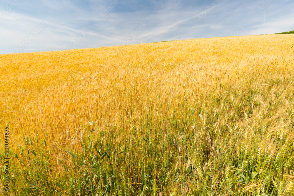 Agriculture landscape, fresh wheat field, ready to harvest