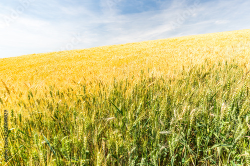 Golden field of wheat under cloudy sky