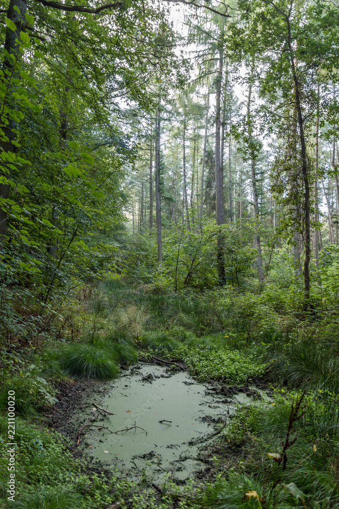 Obraz premium Wald bei Rostock