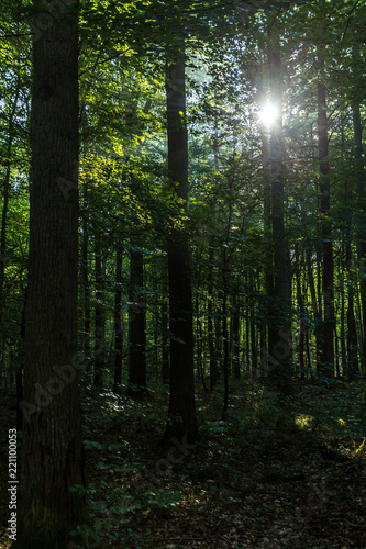 Wald bei Rostock