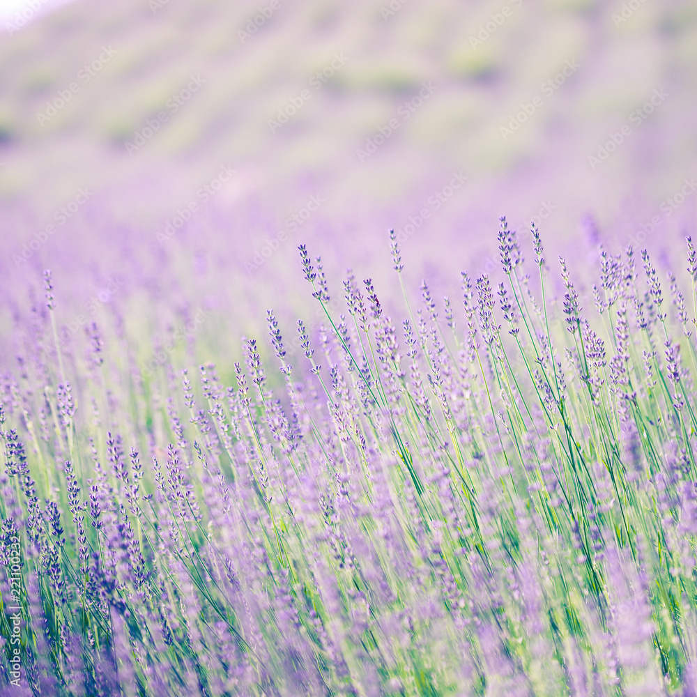 Naklejka premium Piękne tło zbliżenie kwiatów lawendy. Zastosowano filtr fotograficzny vintage.