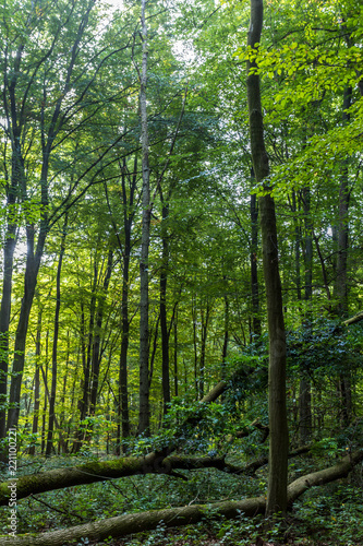 Wald bei Rostock