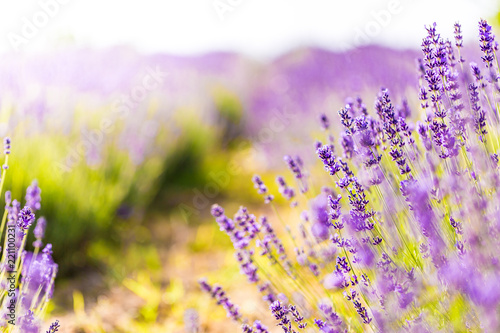Abstract lavender flowers  beautiful nature scene