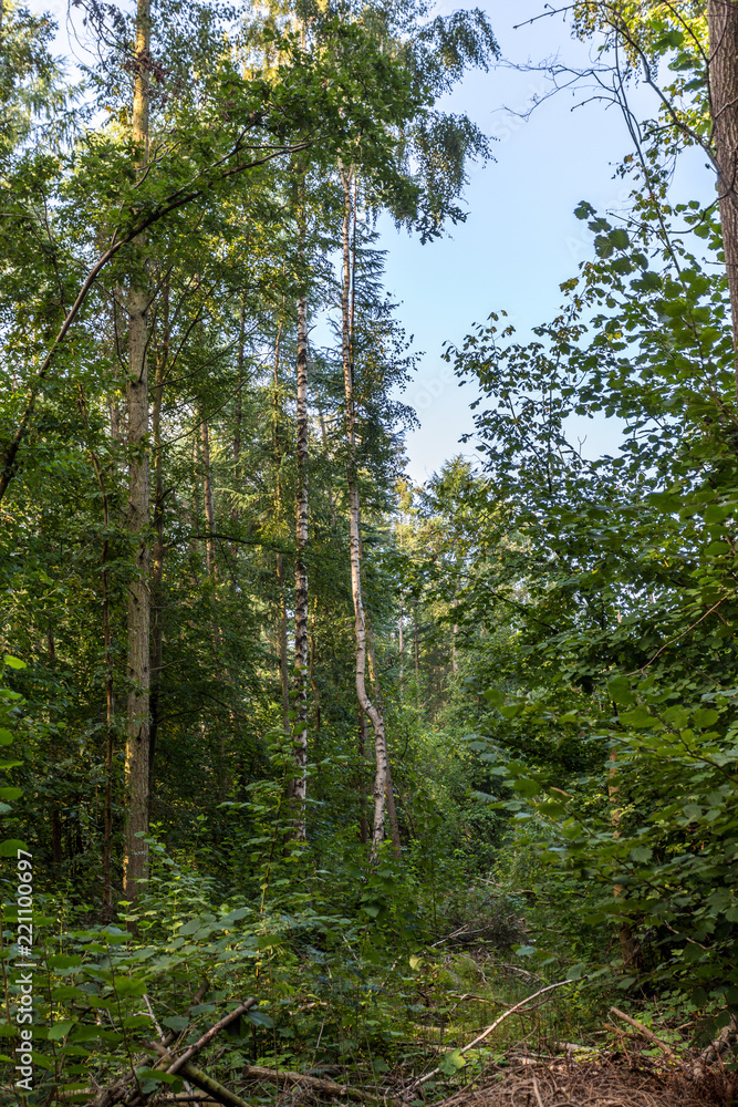 Obraz premium Wald bei Rostock