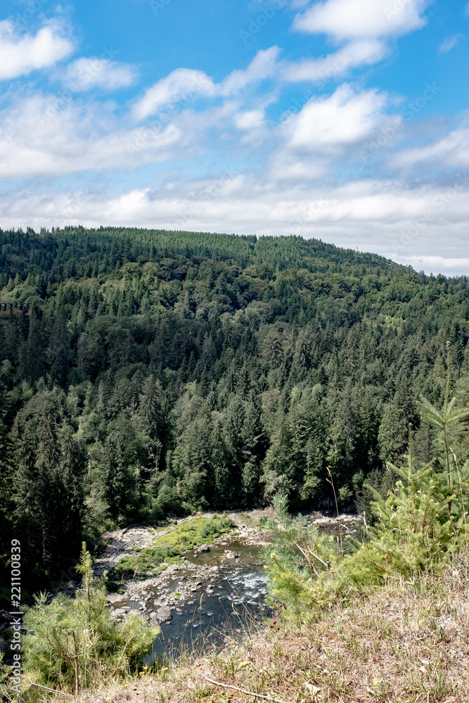 Fototapeta premium View of dense forest and valley 