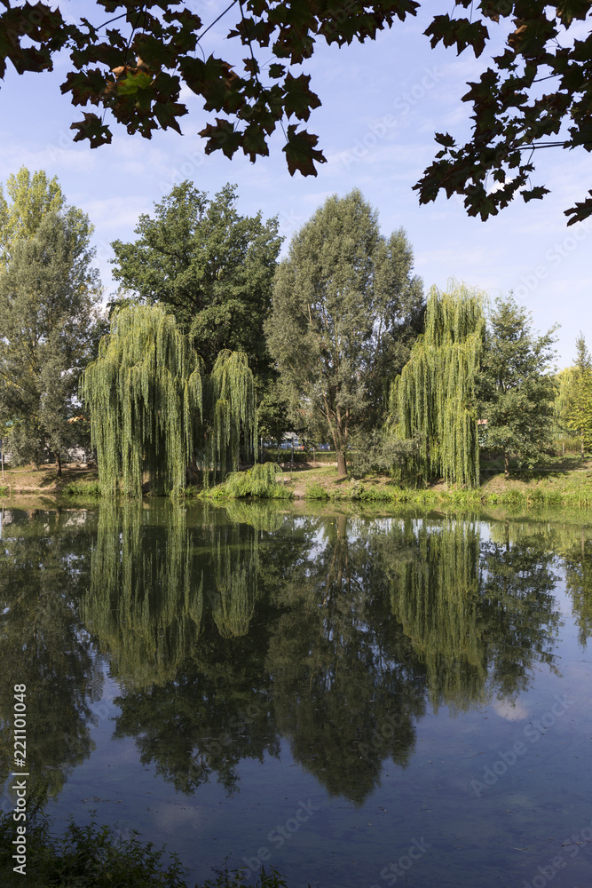 The largest Park in Prague – Stromovka - the Royal Tree-tree, Czech Republic The largest Park in Prague – Stromovka - the Royal Tree-tree, Czech Republic