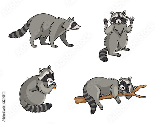 Racoons - vector illustration photo