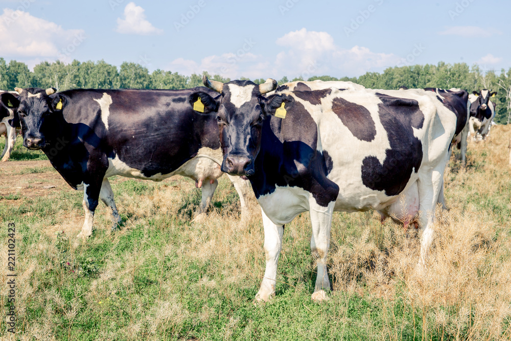 a Herd of cows at summer green field pasture