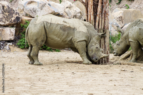 серый взрослый носорог покрыт глиной