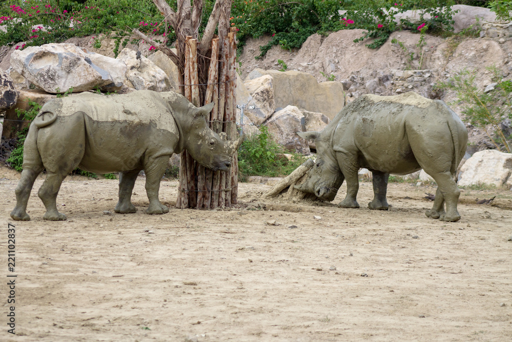 Fototapeta premium szary dorosły nosorożec pokryty gliną