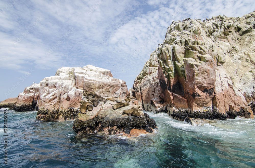 Naklejka premium Seals on the rock