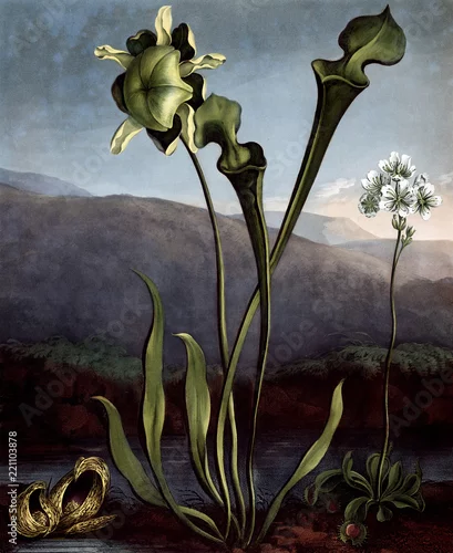 Fototapeta illustration of flower