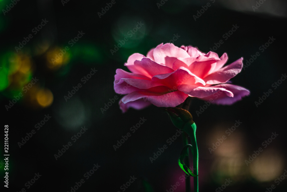 pink rose flower on dark background pink rose flower on dark background