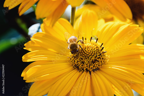 Bee on an Arnica blossom