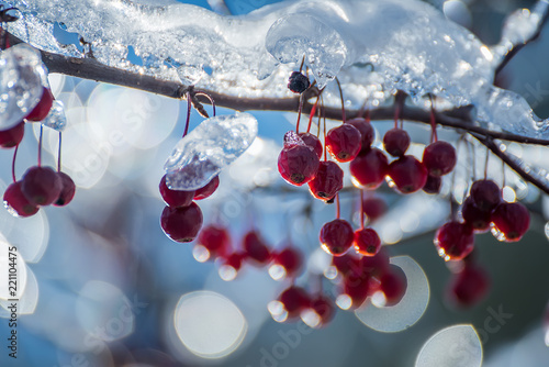 Branches with berries covered with sparkling ice on a sunny winter day. Selective focus.
