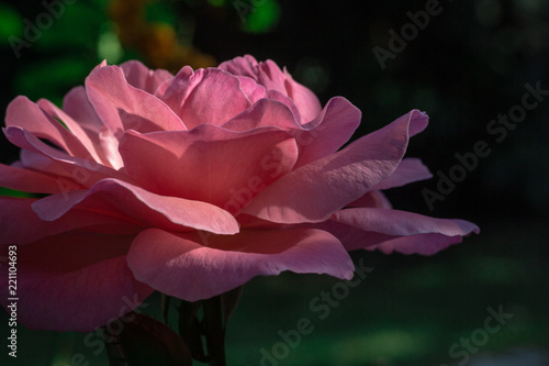 illuminated pink rose flower in garden