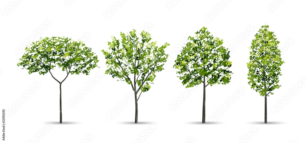 Obraz premium Collection of tree isolated on white background. Natural object for landscape design, architectural decoration, park and outdoor graphic. Vector.