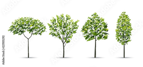 Collection of tree isolated on white background. Natural object for landscape design, architectural decoration, park and outdoor graphic. Vector.